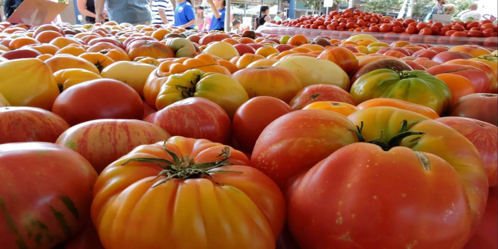 35th Tomato & Vine Festival in Fairfield, CA - festival atmosphere (photo 1 of 2)