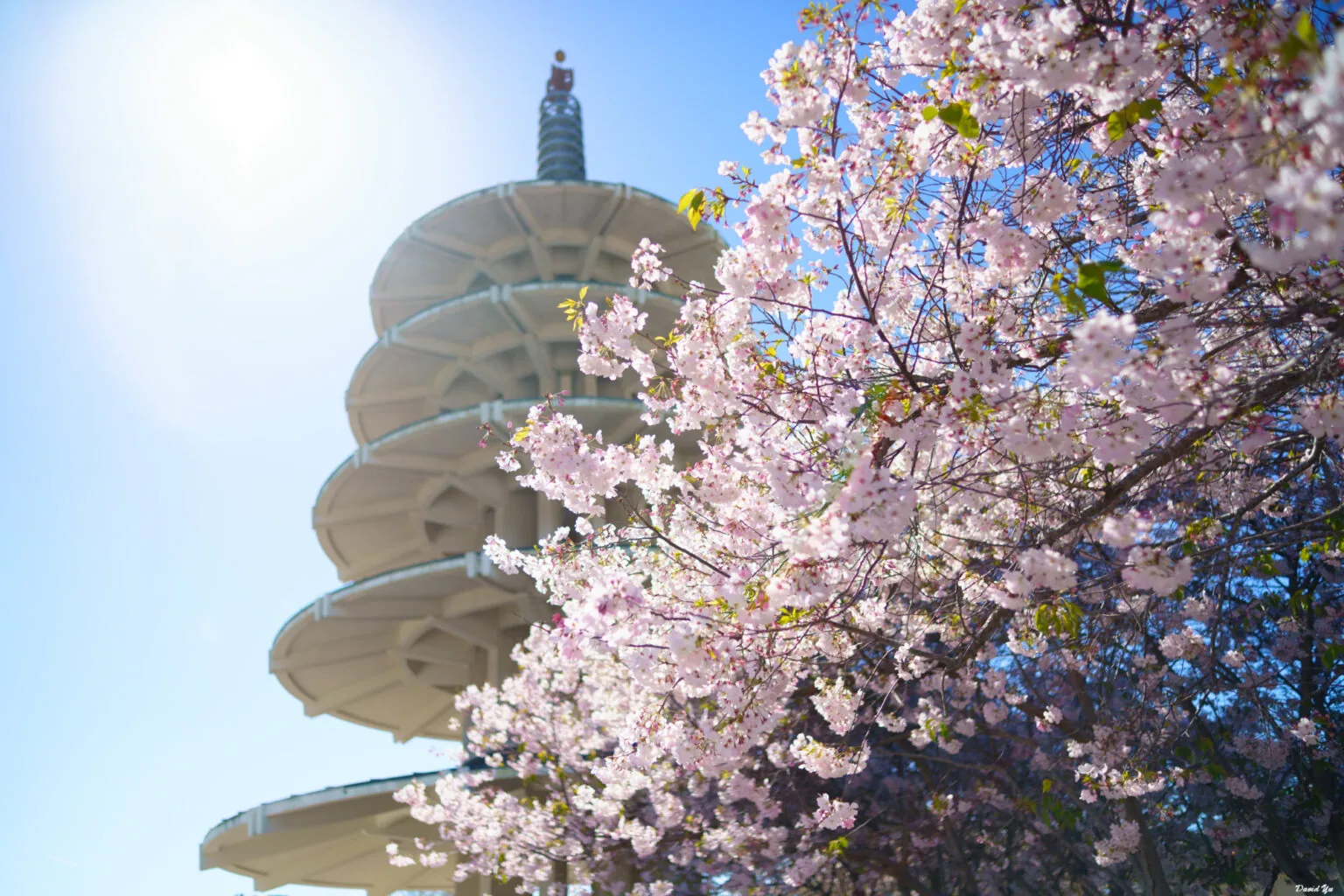 Annual Northern California Cherry Blossom Festival in San Francisco, CA - food and drink stalls and crowds (photo 2 of 4)