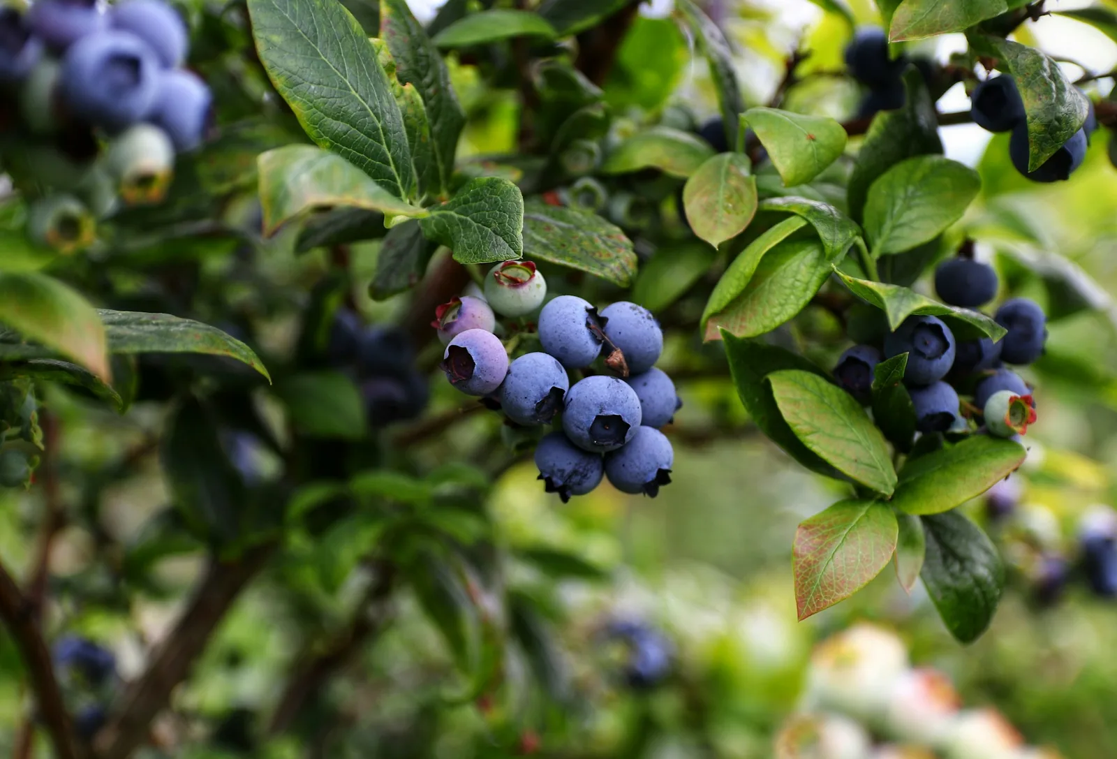 NC Blueberry Festival in Burgaw , NC - festival atmosphere (photo 1 of 2)