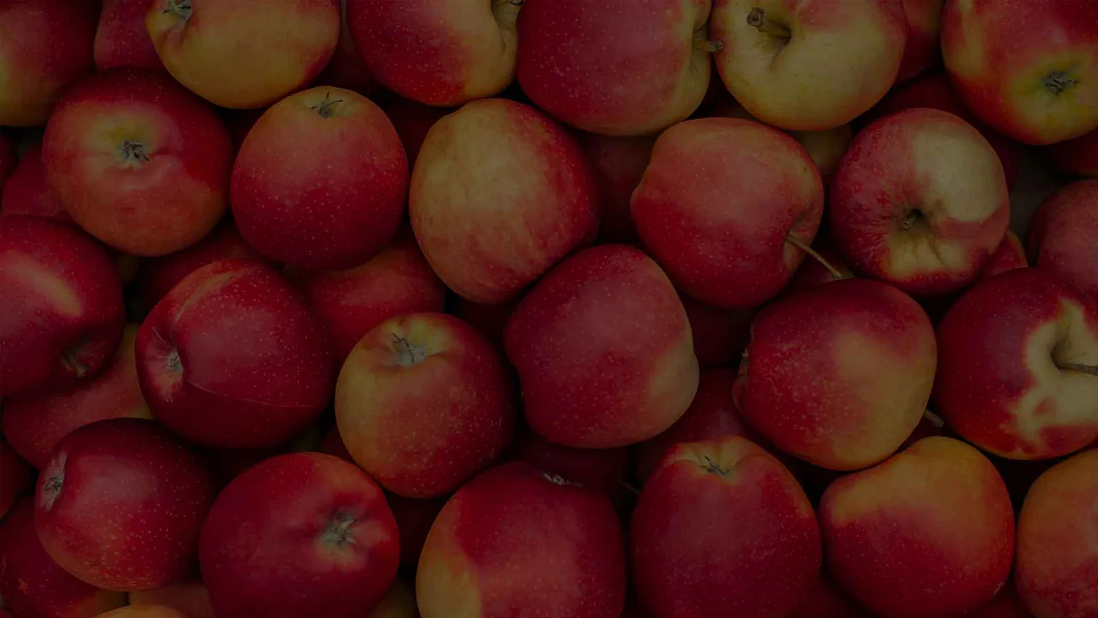 North Carolina Apple Festival in Hendersonville , NC - sights around the festival grounds (photo 4 of 4)