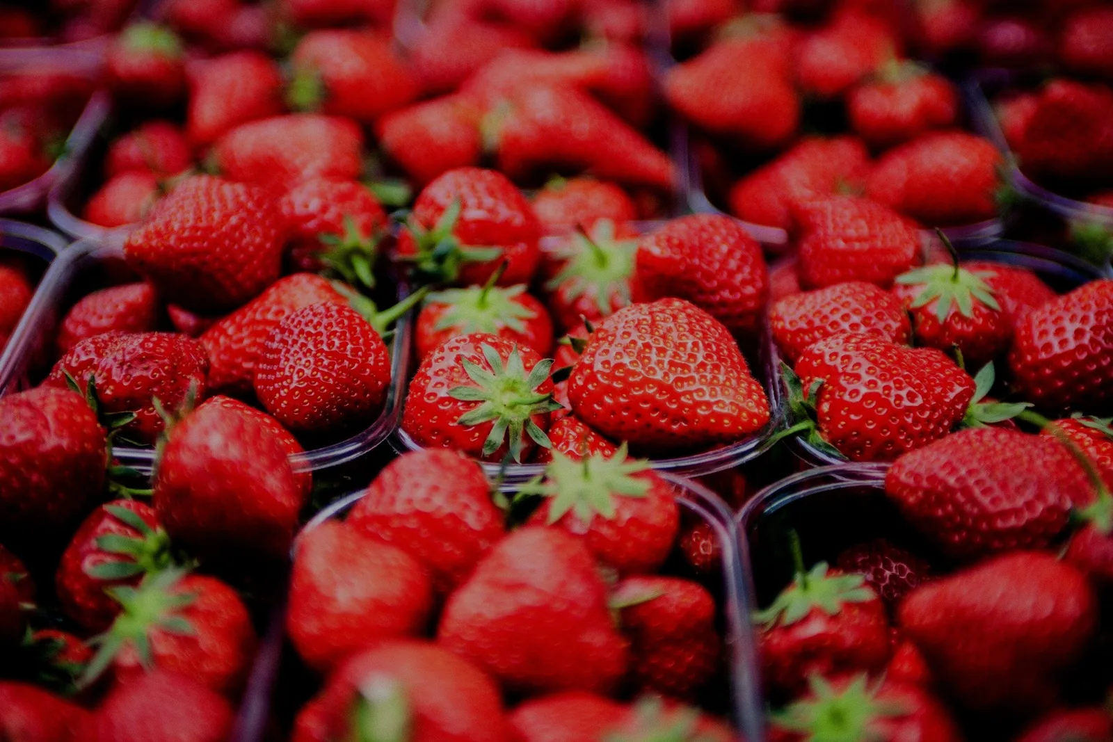 South Berwick Strawberry Festival in South Berwick , ME - festival atmosphere (photo 1 of 4)