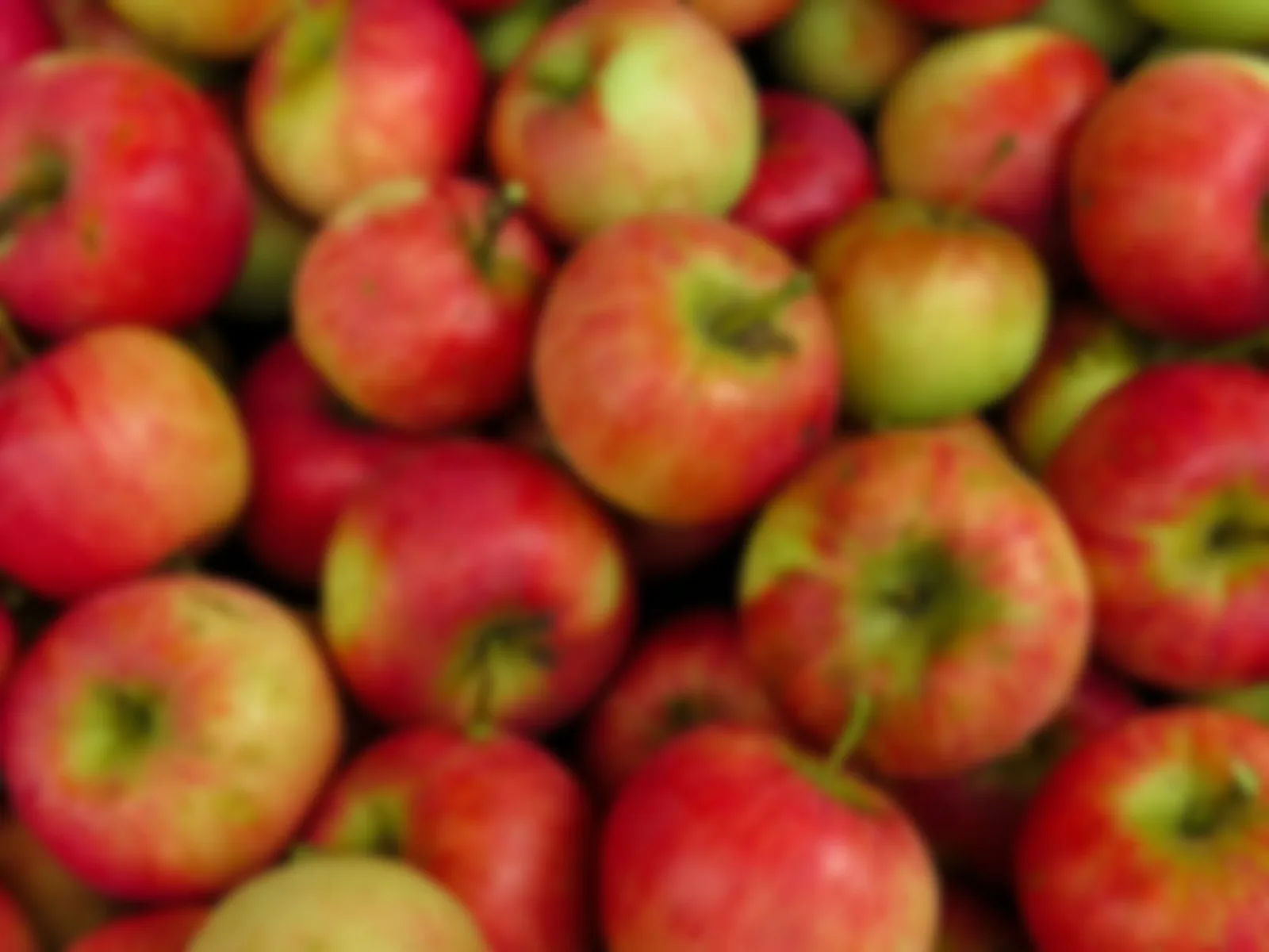Springville Apple Festival in Springville , CA - festival atmosphere (photo 1 of 4)