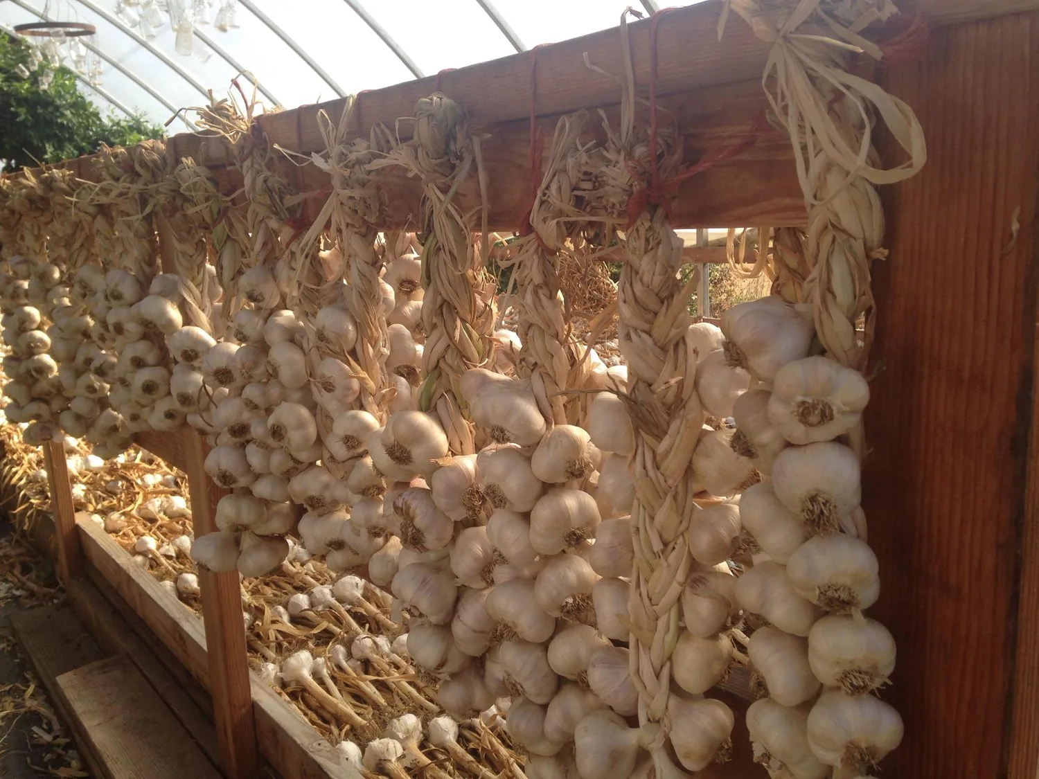 Washington State Garlic Fest - festival atmosphere (photo 1 of 4)