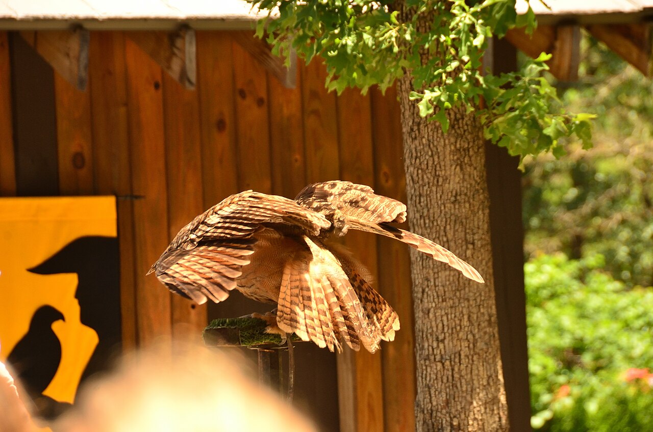 Scene from Sherwood Forest Faire