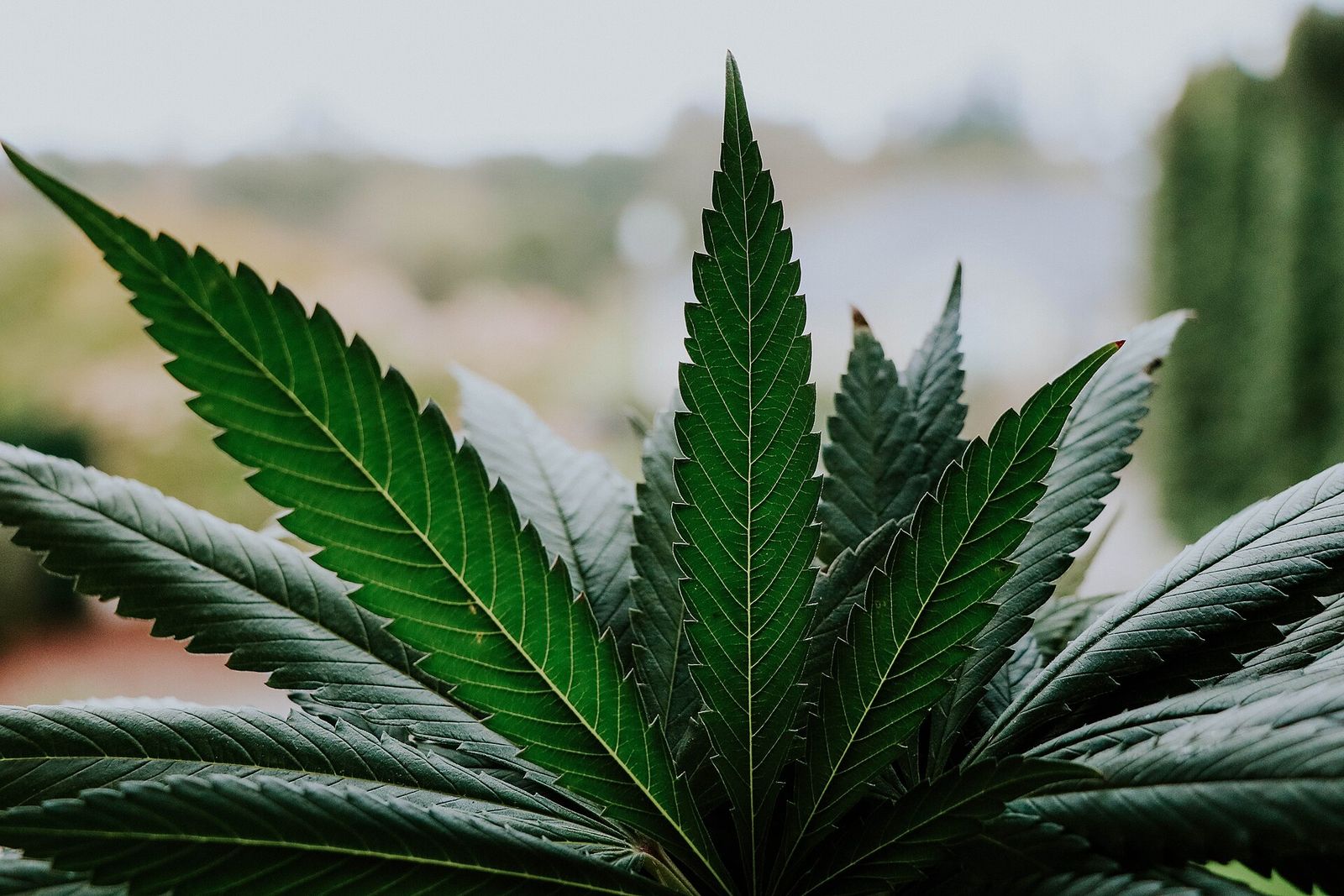 Cannifest, official poster and event artwork