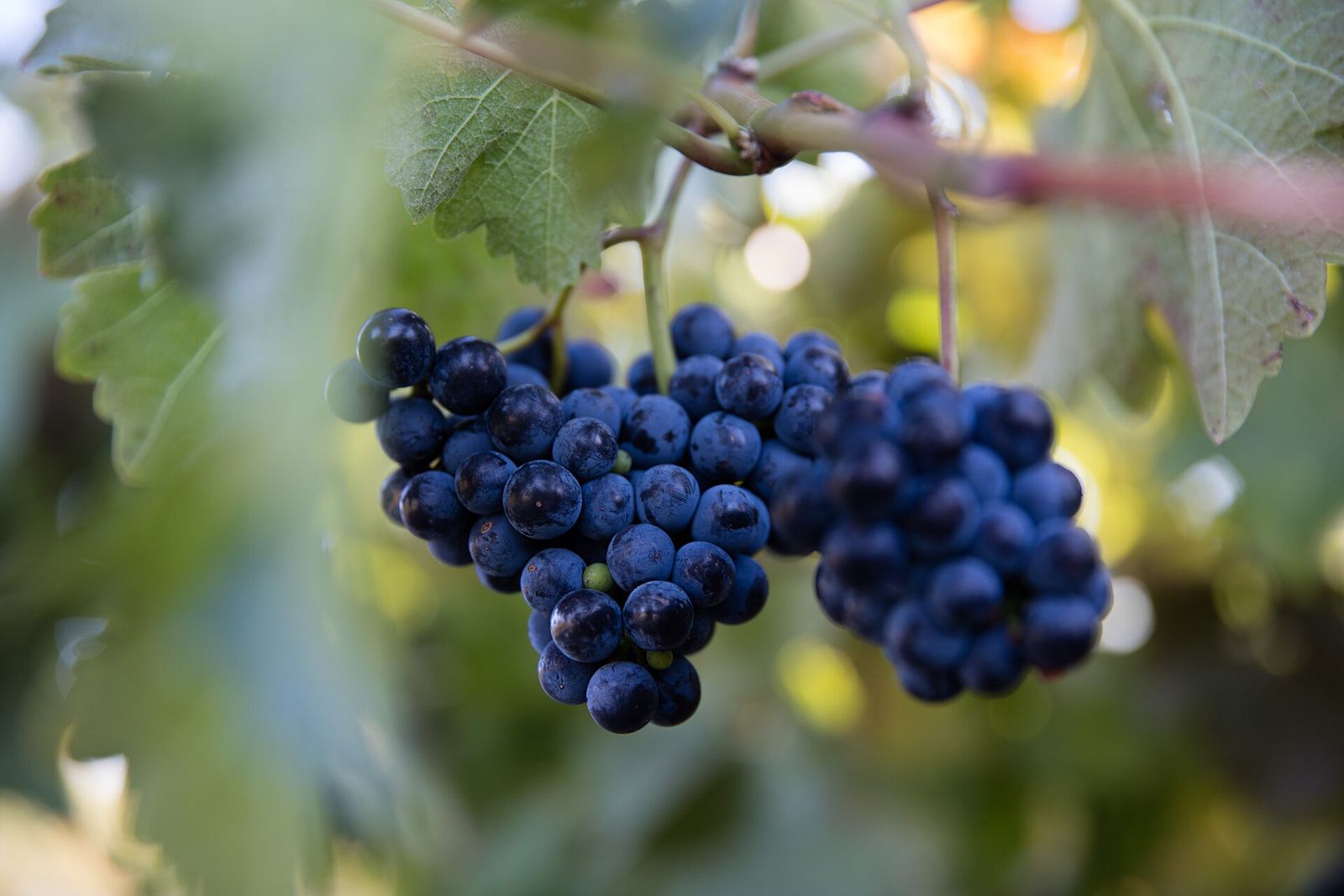 Sonoma County Harvest Fair, official poster and event artwork