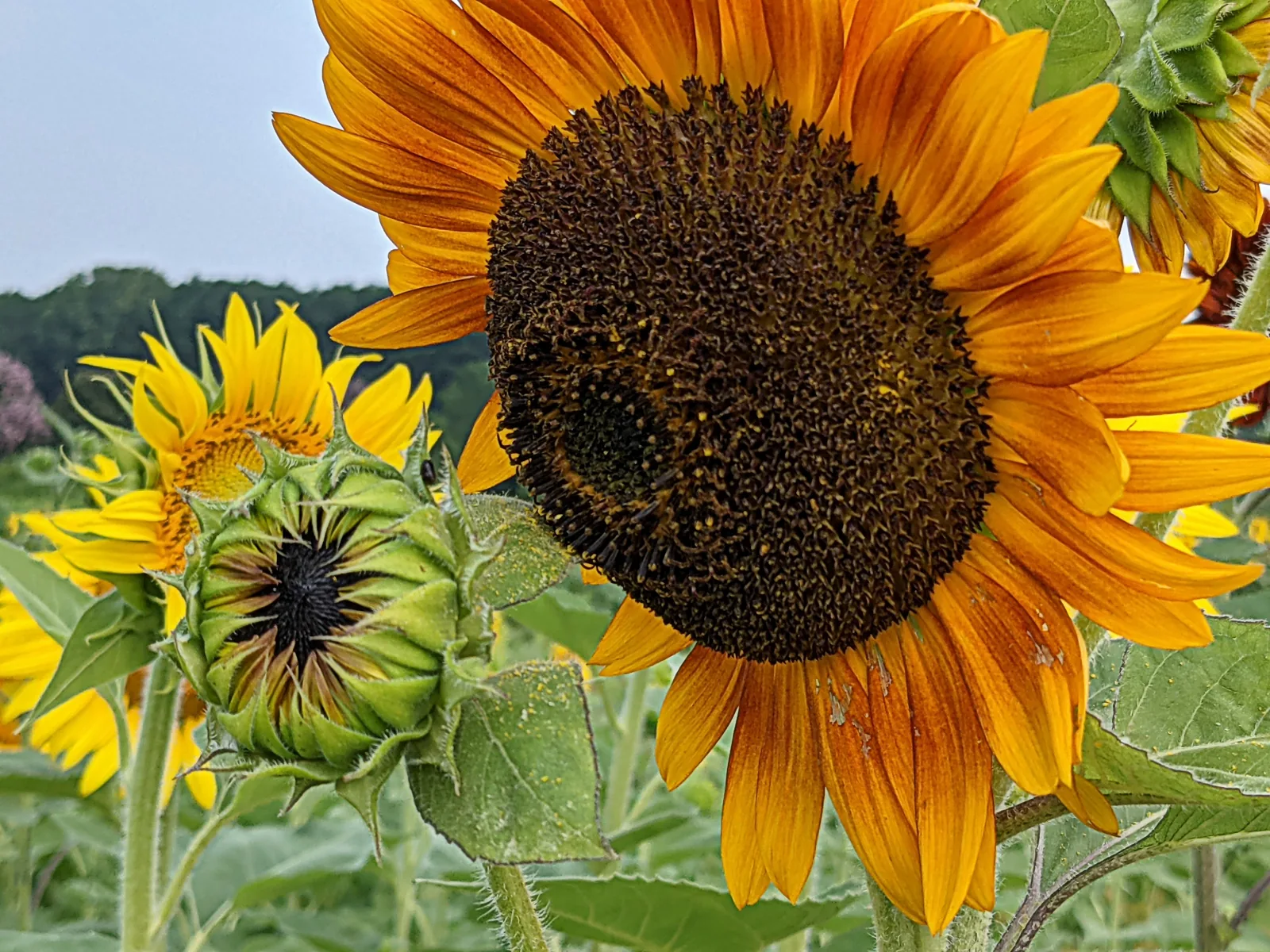 Sunflowers in the field at Dorothea Dix Park, Raleigh