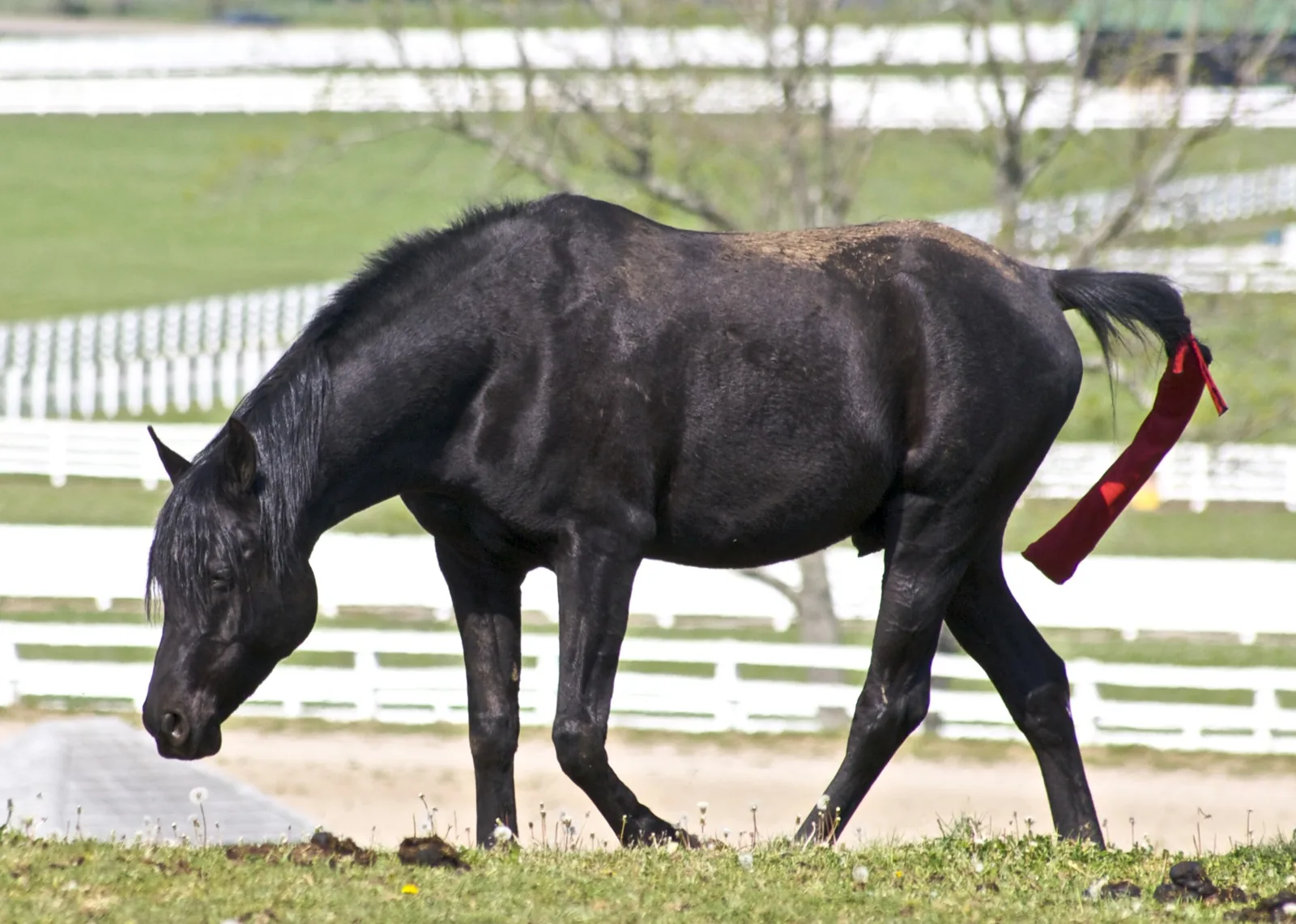 A black Arabian horse in a white-fenced paddock at Kentucky Horse Park